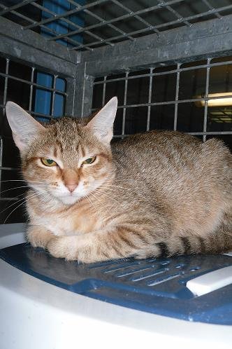 Apagi Glamour Chat Europeen X Abyssin A La Robe Tigree