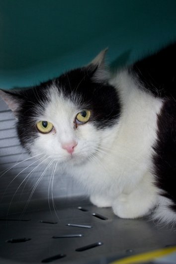 Photo de Utha, CHAT Europeen Noir et blanche