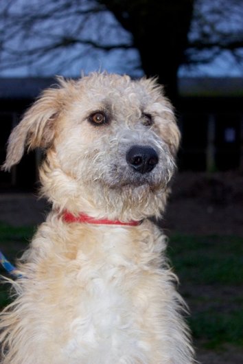 Photo de Gaiko, CHIEN X berger picard Fauve