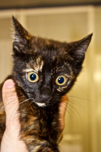 Photo de Ilana, CHAT Europeen Ecaille de tortue