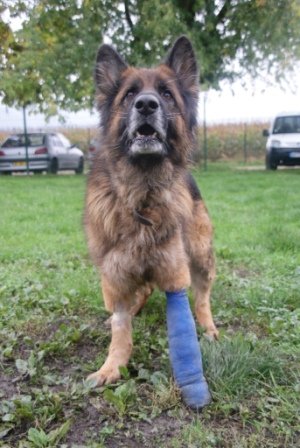 Photo de Tan, CHIEN Berger allemand Noir et  feu