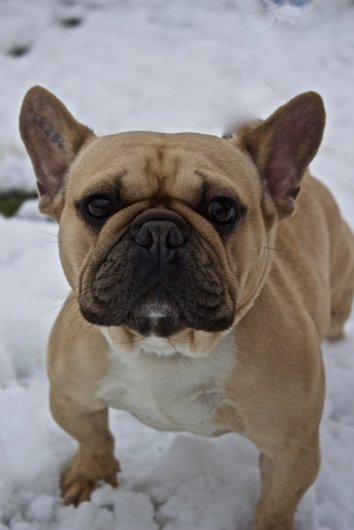 Photo de Eros, CHIEN Bouledogue francais Fauve