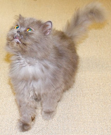 Photo de Barbie, CHAT Persan Grise