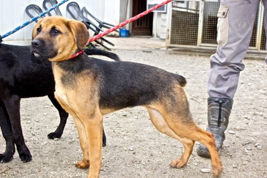Photo de Thelma, CHIEN X berger Noir et feu