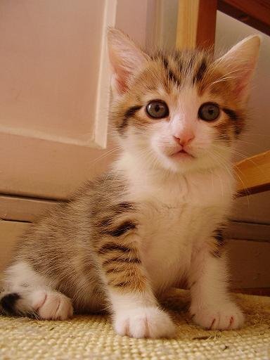 Photo de Himalia, CHAT Europeen Tigre ventre blanc