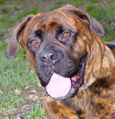 Photo de Anita, CHIEN Boxer x cane corso Bringe
