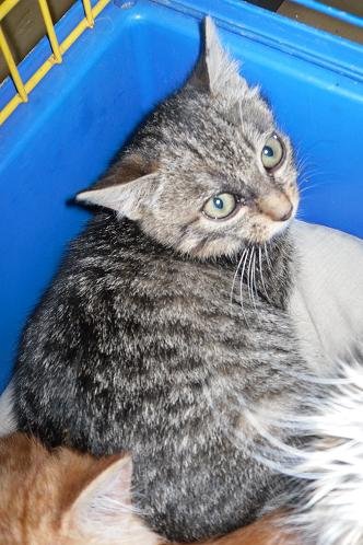 Photo de Tiger, CHAT Europeen Brown tabby