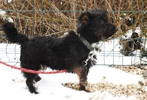 Photo de Houmpa, CHIEN X cairn terrier Noir et bringee