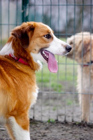 Photo de Happy, CHIEN X border collie Fauve et blanc