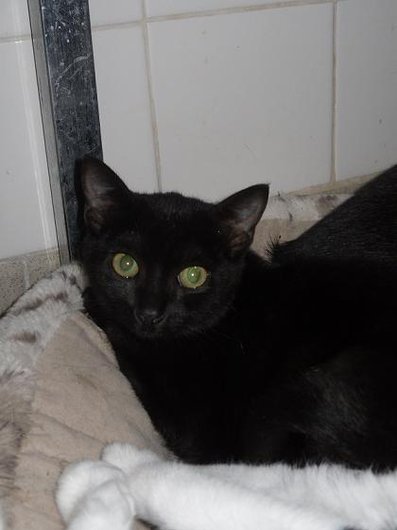 Photo de Bambino, CHAT Europeen Noir