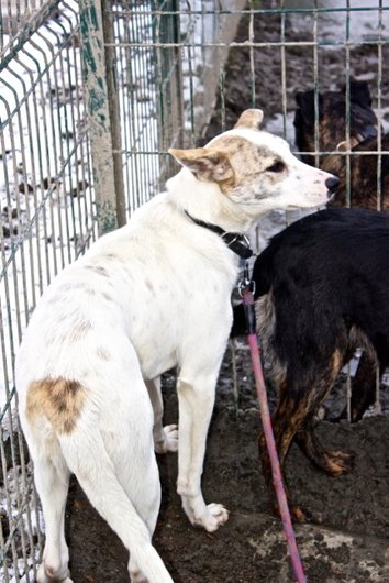 Photo de Kaila, CHIEN Commune Blanc