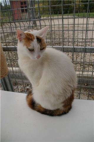 Photo de Moumoune, CHAT Europeen Tricolore