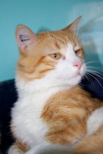 Photo de Gourmet, CHAT Europeen Roux et blanc