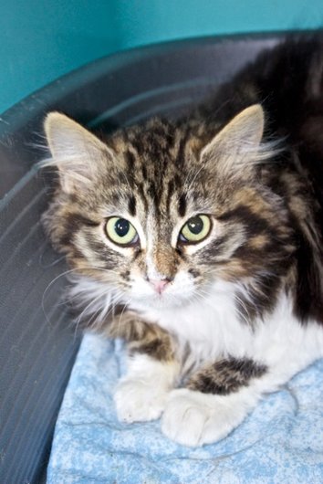 Photo de Gromite, CHAT Europeen Tigre et blanc angora