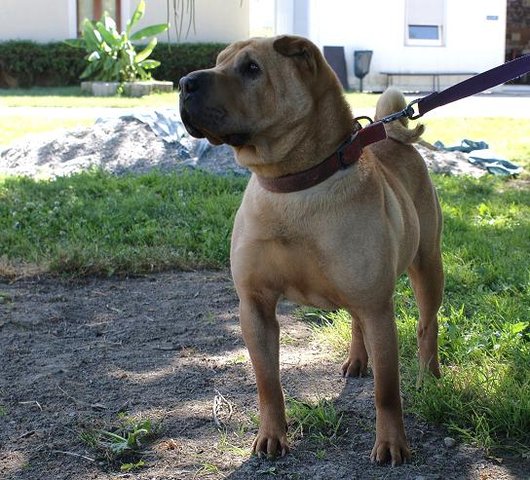 Photo de Akah, CHIEN Shar pei Fauve