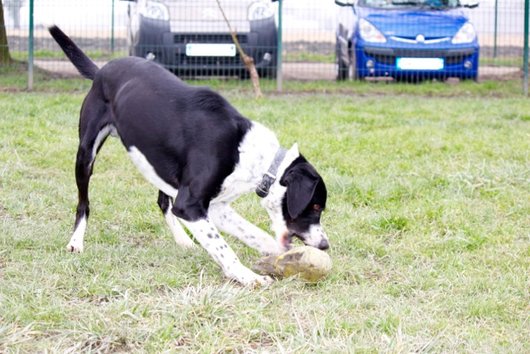 Photo de Pongo, CHIEN X anglo francais Noir mouchetee blanc