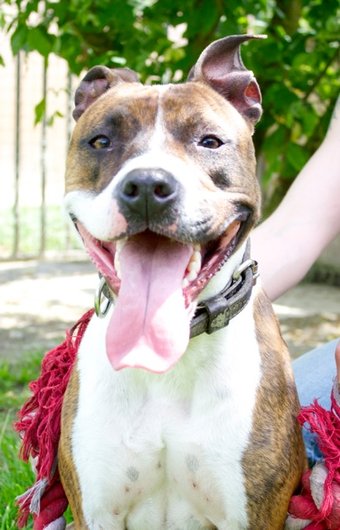 Photo de Toopac, CHIEN X staffie Bringe et blanc