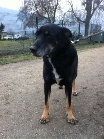 Photo de Gabor, CHIEN X berger de beauce Noir et feu