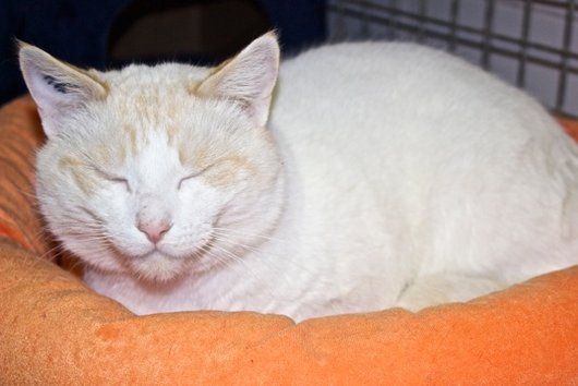 Photo de Figaro, CHAT Europeen Red point