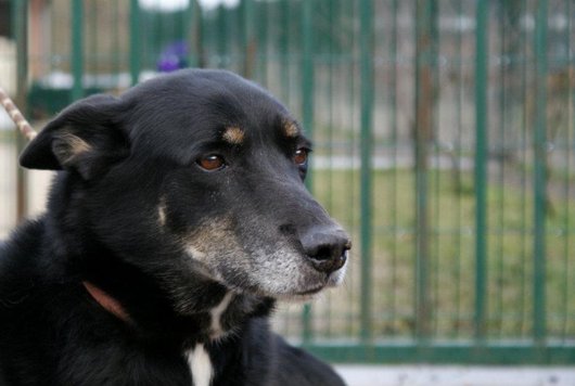 Photo de Gabor, CHIEN X berger de beauce Noir et feu