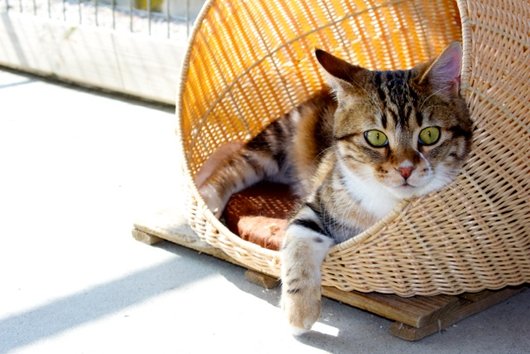 Photo de Haro, CHAT Europeen Tigre et blanc