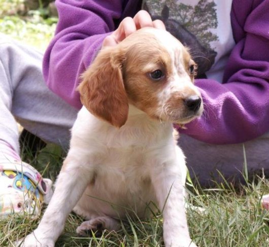 Photo de Herby, CHIEN X epagneul breton Blanc et feu
