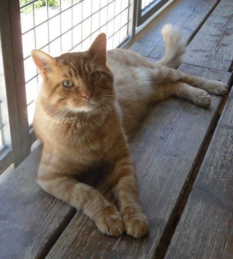 Photo de Caramel, CHAT Europeen Angora tigre roux