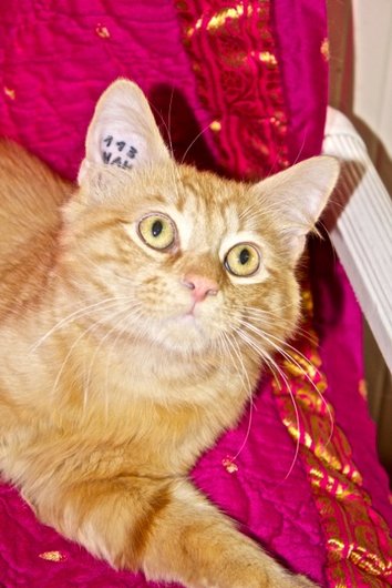 Photo de Hades, CHAT Europeen Roux poil mi-long