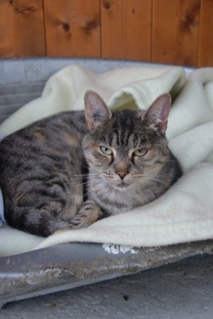 Photo de Ursule, CHAT Europeen Ecaille de tortue