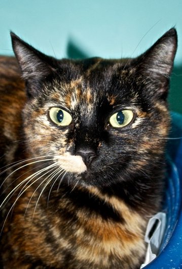 Photo de Torsade, CHAT Europeen Ecaille de tortue
