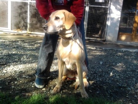 Photo de Nala, CHIEN X dogue argentin Creme