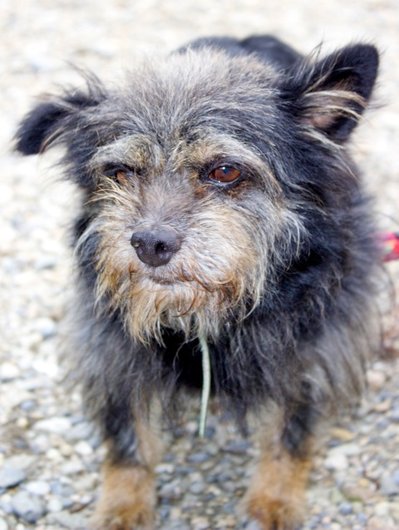 Photo de Cuby, CHIEN Griffon x borded terrier Noir et feu