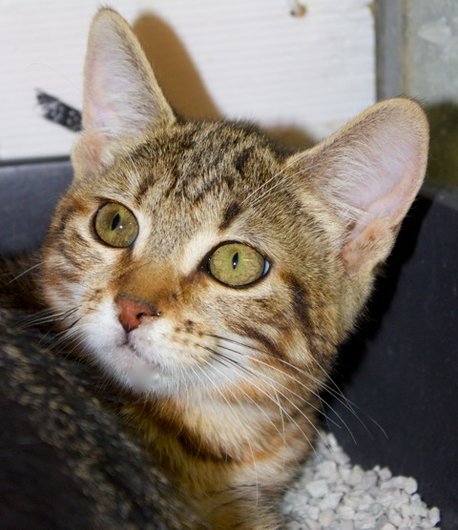Photo de Omega, CHAT Europeen Tigree