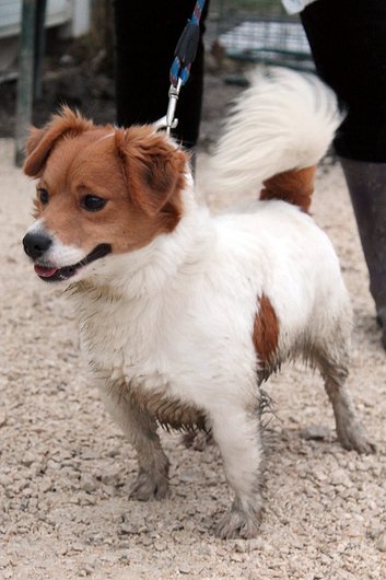 Photo de Rocket, CHIEN X epagneul nain continental Marron et blanc