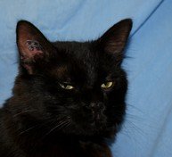 Photo de Gaara, CHAT Europeen Noir