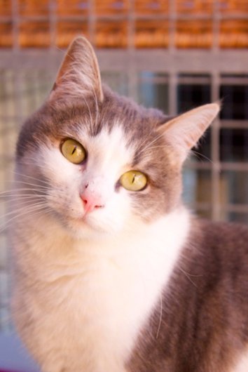 Photo de Minette, CHAT Europeen Tigree grise et blanche