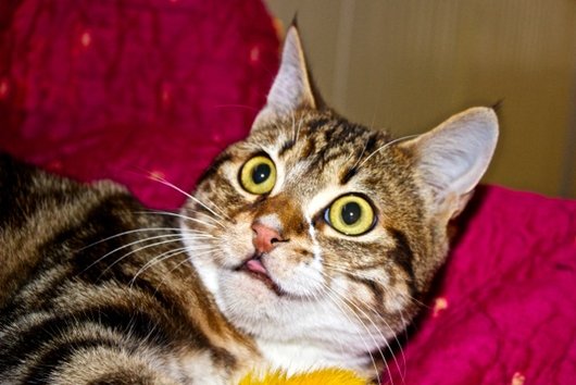 Photo de Haro, CHAT Europeen Tigre et blanc