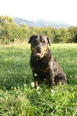 Photo de Taz, CHIEN Rottweiler Noire et feu