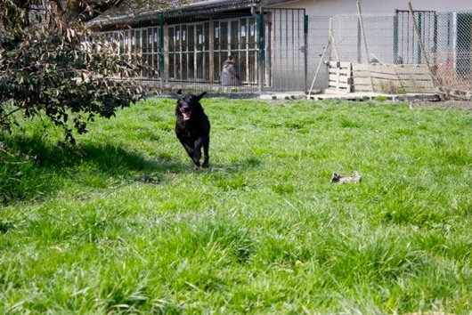 Photo de Guimmie, CHIEN X griffon Noire