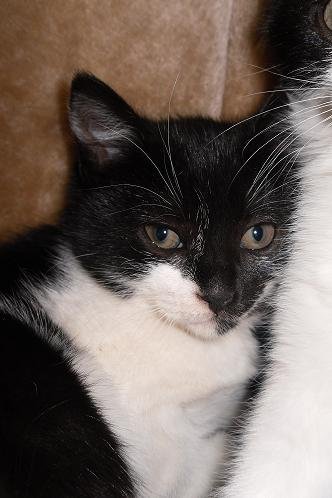 Photo de Shyme, CHAT Europeen Noir et blanc nez noir