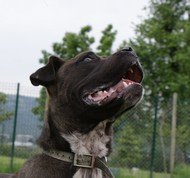 Photo de Goliath, CHIEN X boxer Marron charbonnee