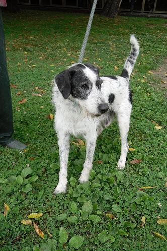 Photo de Pollux, CHIEN Commune Blanc et noir