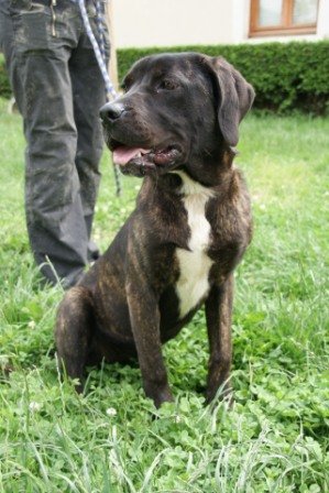 Photo de Sinza, CHIEN Cane corso type berger Bringe