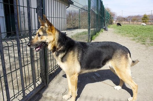 Photo de Gessi, CHIEN X berger allemand Noir et feu