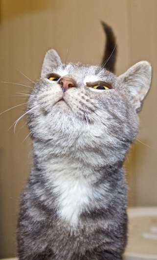 Photo de Poker, CHAT Europeen Tigree grise