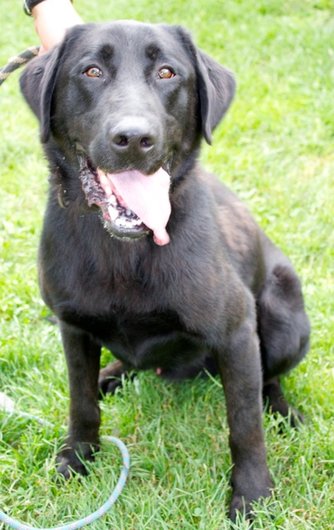 Photo de Dixon, CHIEN Labrador x beauceron Noir