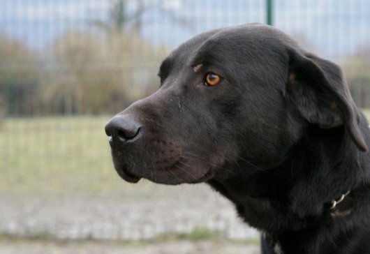 Photo de Mozart/airox, CHIEN Labrador Noire