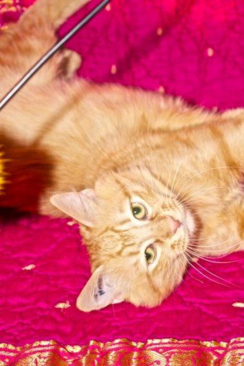 Photo de Hades, CHAT Europeen Roux poil mi-long