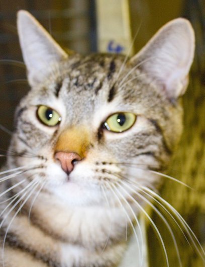 Photo de Kellogg's, CHAT Europeen Tigre