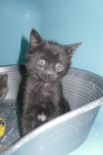 Photo de Golum, CHAT Europeen Noire